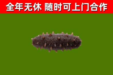 金台区回收海参干